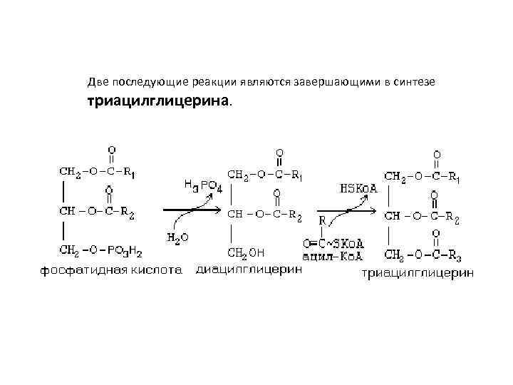 Две последующие реакции являются завершающими в синтезе триацилглицерина. 