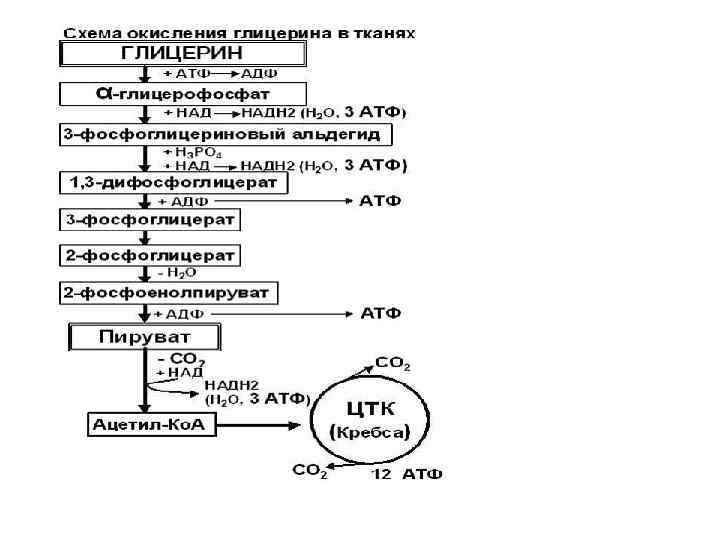 Окисление глицерола. Аэробное окисление глицерина. Окисление глицерина до со2 и н2о реакции. Схема окисления глицерина. Окисление глицерина до со2 и н2о.