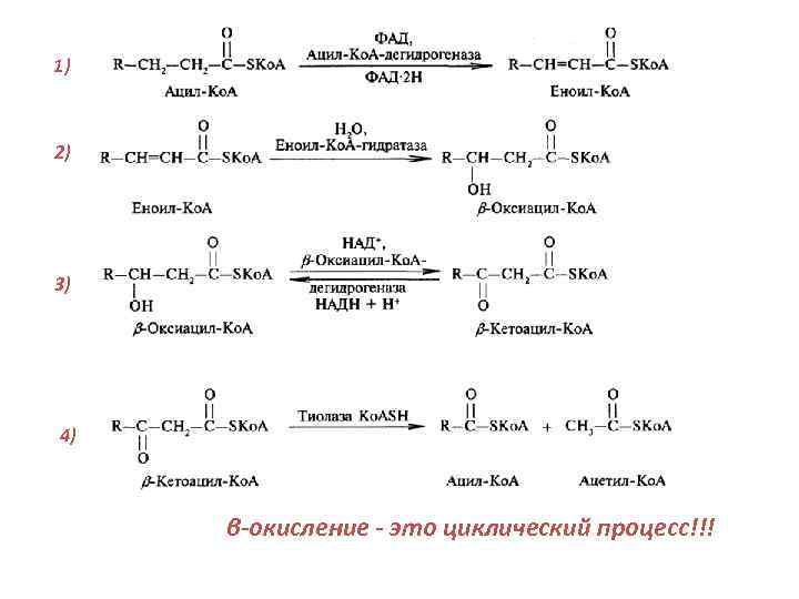 1) 2) 3) 4) β-окисление - это циклический процесс!!! 