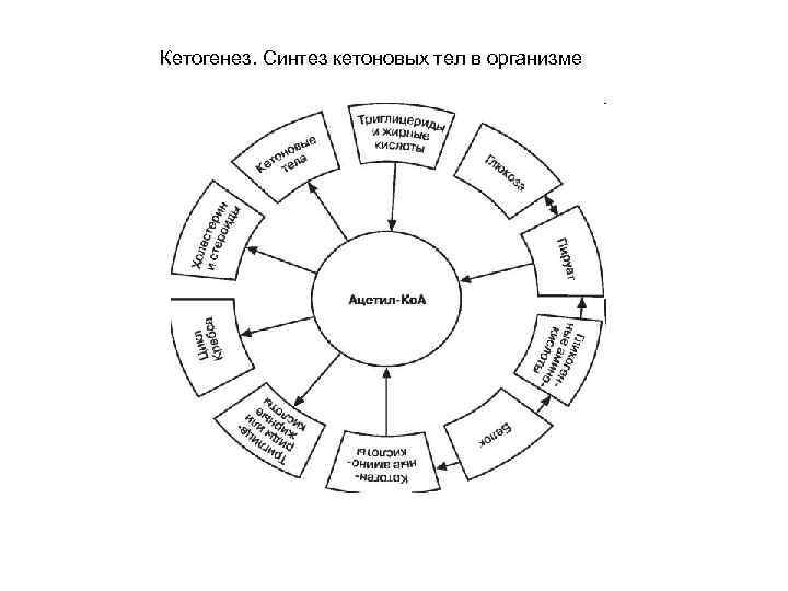 Кетогенез. Синтез кетоновых тел в организме 