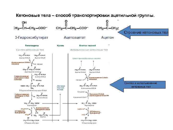 Кетоновые тела – способ транспортировки ацетильной группы. Строение кетоновых тел Синтез и использование кетоновых