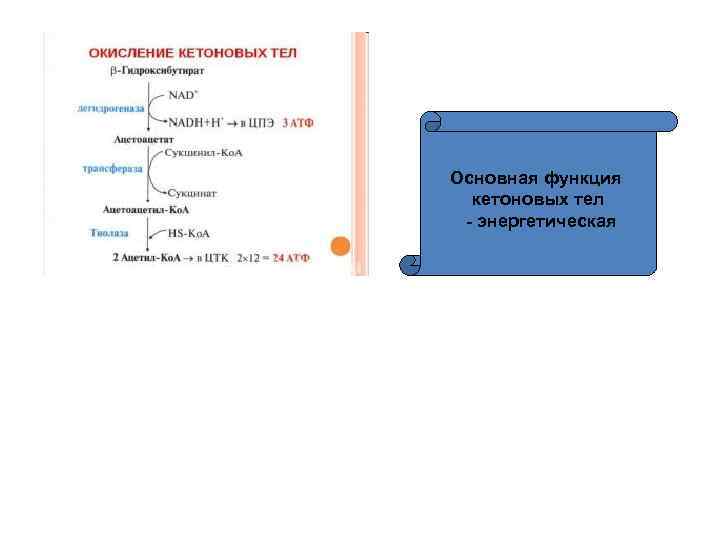 Основная функция кетоновых тел - энергетическая 