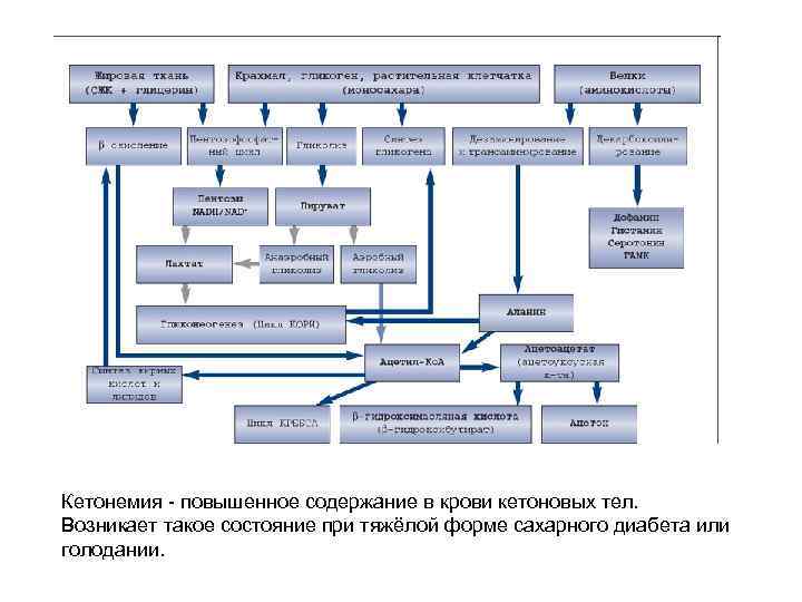 Кетонемия - повышенное содержание в крови кетоновых тел. Возникает такое состояние при тяжёлой форме