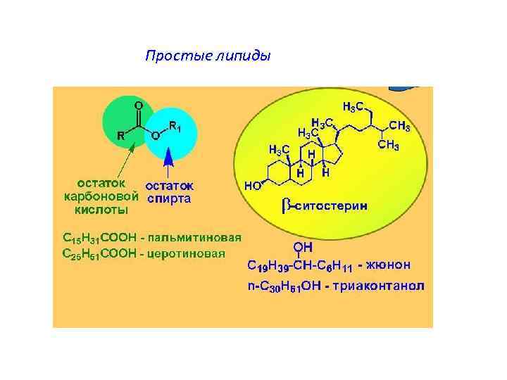 Простые липиды 