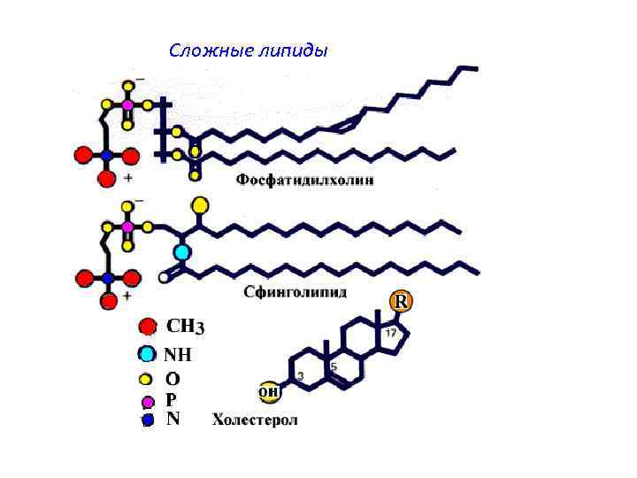 Сложные липиды 