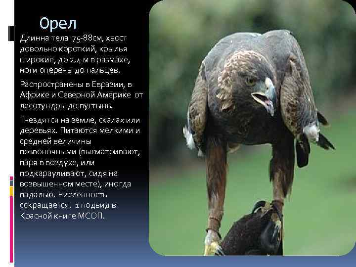 Орел Длинна тела 75 -88 см, хвост довольно короткий, крылья широкие, до 2. 4