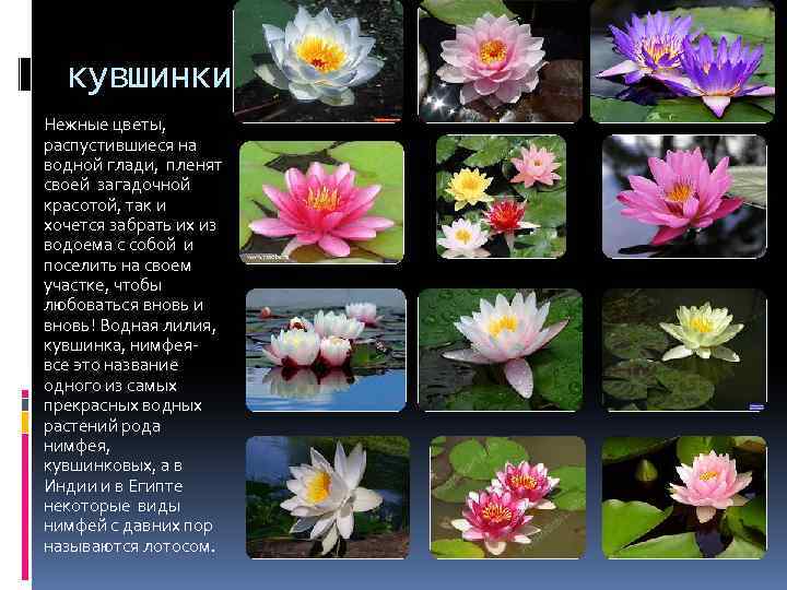 кувшинки Нежные цветы, распустившиеся на водной глади, пленят своей загадочной красотой, так и хочется