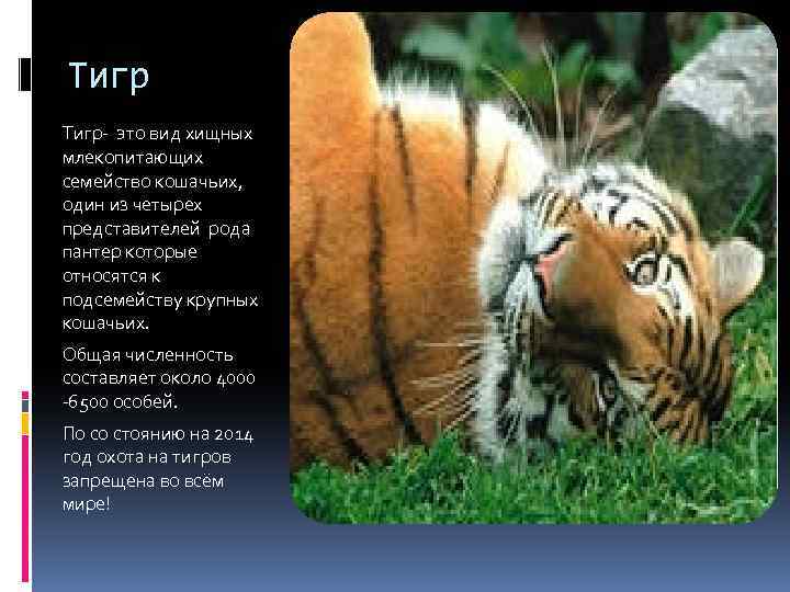 Тигр- это вид хищных млекопитающих семейство кошачьих, один из четырех представителей рода пантер которые