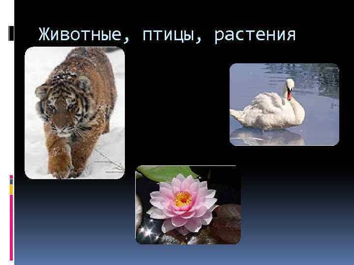 Животные, птицы, растения 