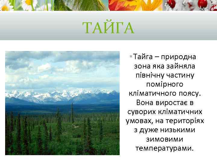 ТАЙГА § Тайга – природна зона яка зайняла північну частину помірного кліматичного поясу. Вона