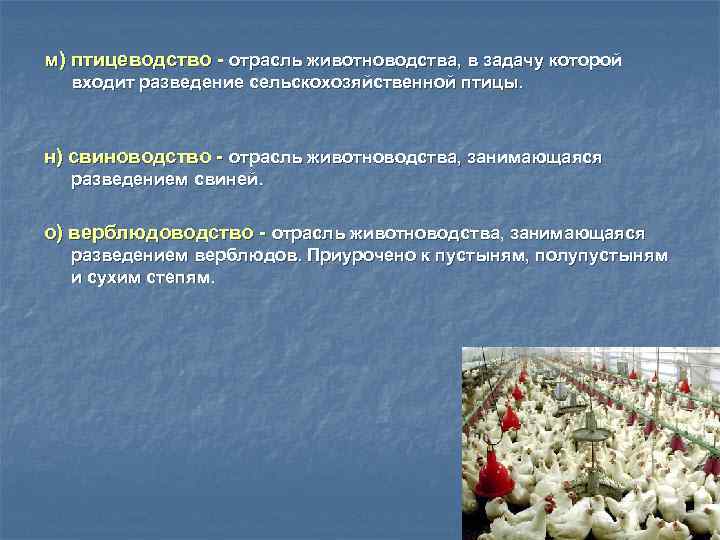 м) птицеводство - отрасль животноводства, в задачу которой входит разведение сельскохозяйственной птицы. н) свиноводство