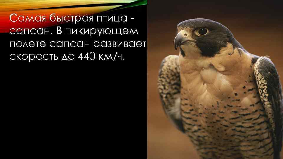 Самая быстрая птица сапсан. В пикирующем полете сапсан развивает скорость до 440 км/ч. 
