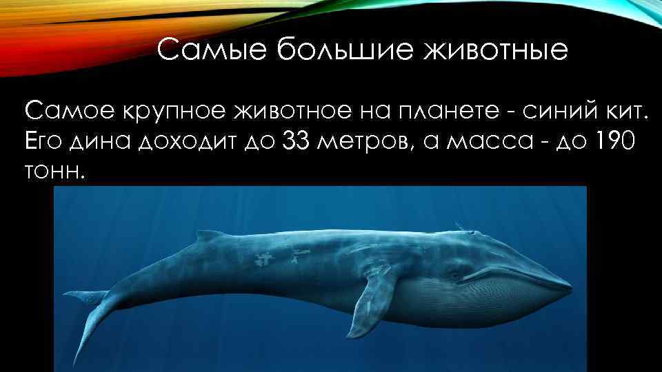 Самые большие животные Самое крупное животное на планете - синий кит. Его дина доходит
