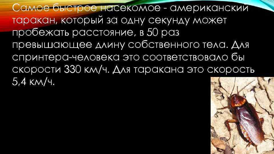 Самое быстрое насекомое - американский таракан, который за одну секунду может пробежать расстояние, в