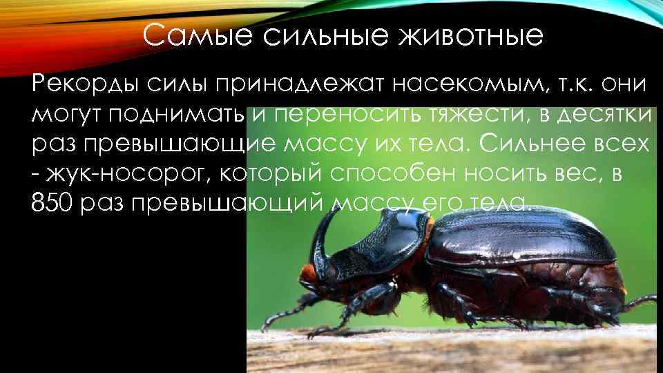 Самые сильные животные Рекорды силы принадлежат насекомым, т. к. они могут поднимать и переносить