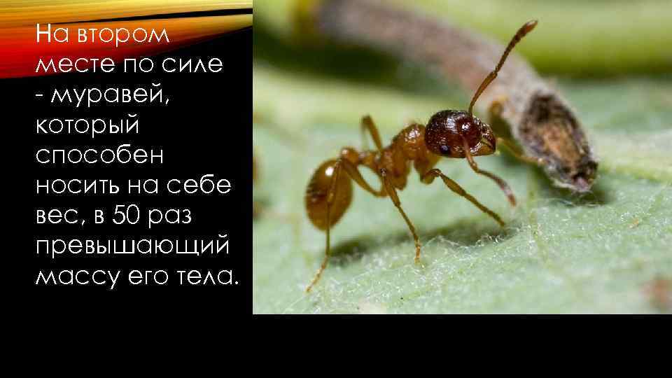 На втором месте по силе - муравей, который способен носить на себе вес, в