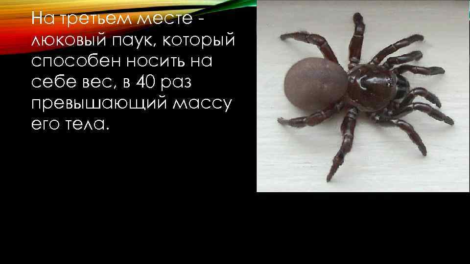 На третьем месте люковый паук, который способен носить на себе вес, в 40 раз