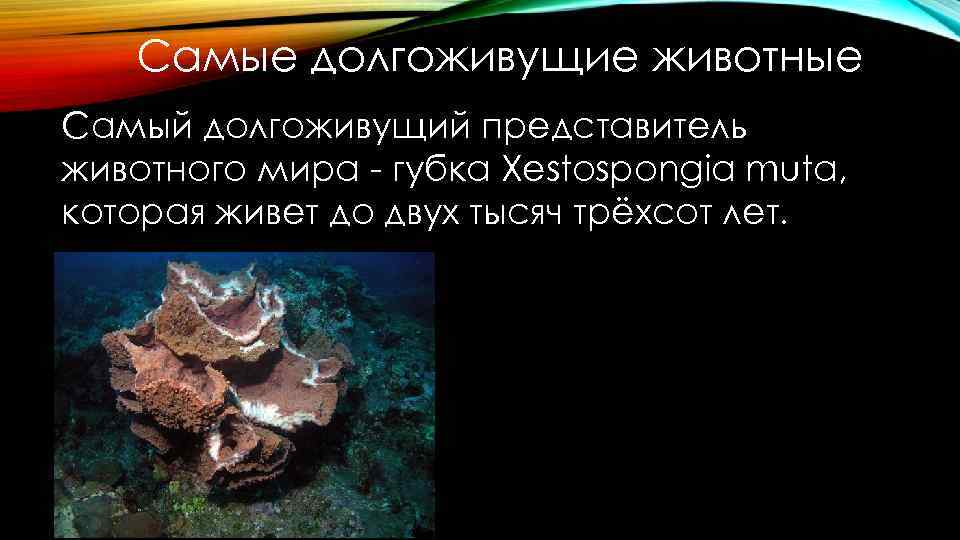Самые долгоживущие животные Самый долгоживущий представитель животного мира - губка Xestospongia muta, которая живет