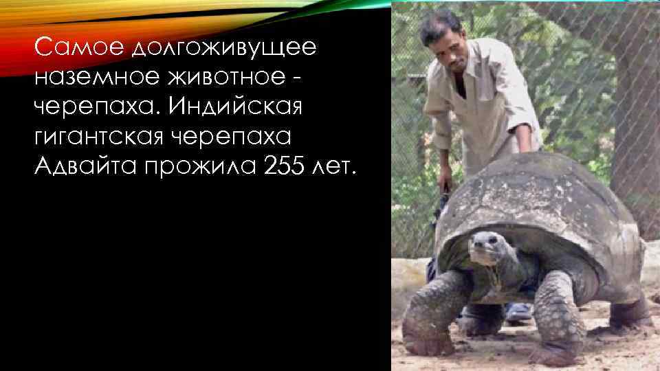 Самое долгоживущее наземное животное черепаха. Индийская гигантская черепаха Адвайта прожила 255 лет. 