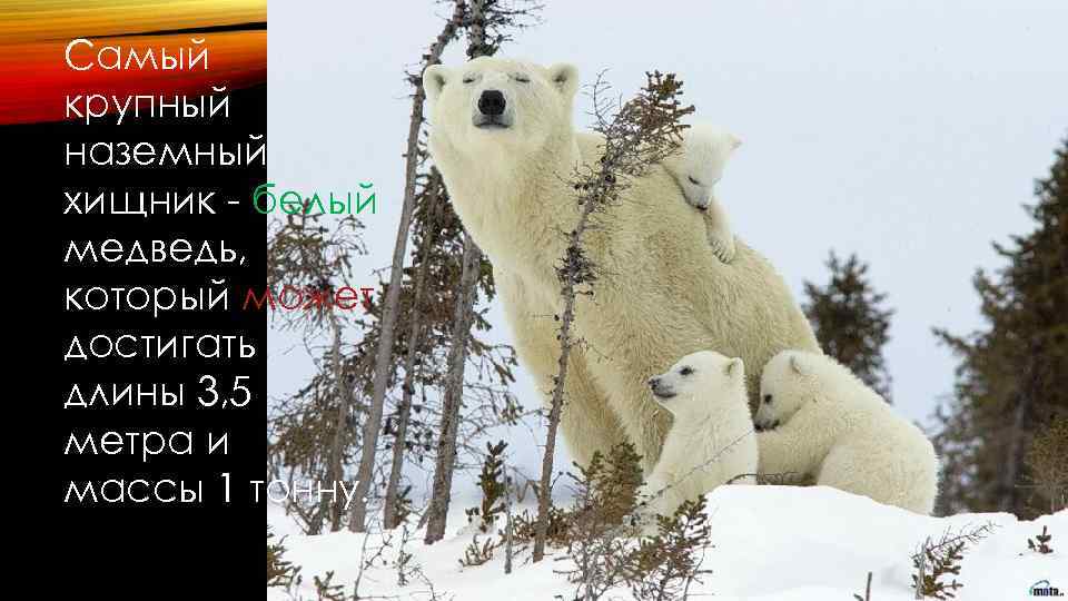 Самый крупный наземный хищник - белый медведь, который может достигать длины 3, 5 метра