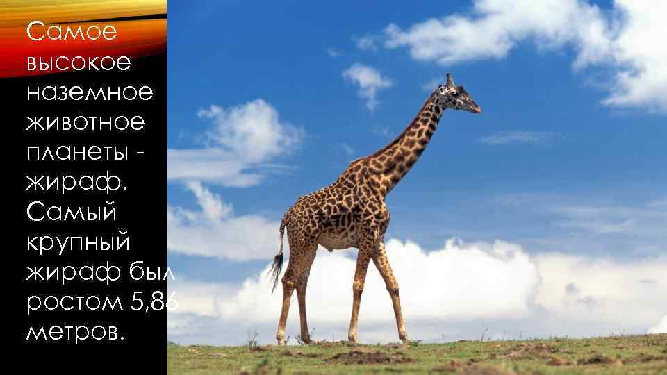 Самое высокое наземное животное планеты жираф. Самый крупный жираф был ростом 5, 86 метров.