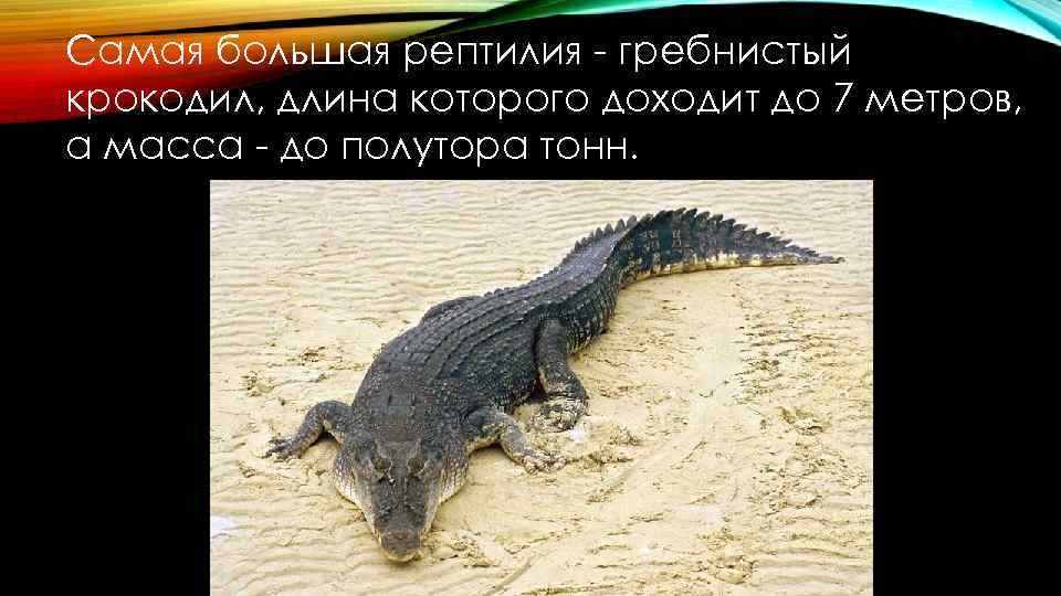 Самая большая рептилия - гребнистый крокодил, длина которого доходит до 7 метров, а масса