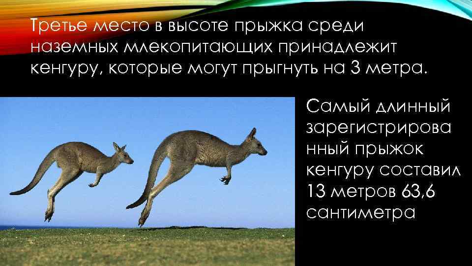 Третье место в высоте прыжка среди наземных млекопитающих принадлежит кенгуру, которые могут прыгнуть на