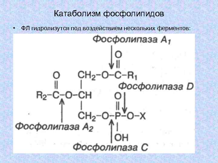 Синтез фосфолипидов схема