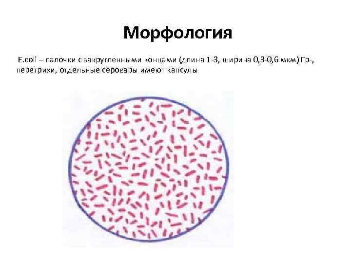 Морфология E. coli – палочки с закругленными концами (длина 1 -3, ширина 0, 3