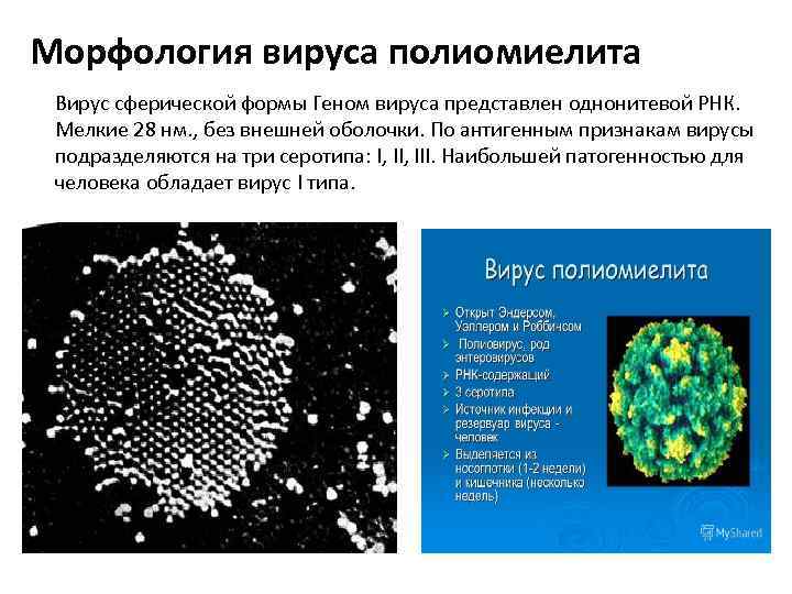 Морфология вируса полиомиелита Вирус сферической формы Геном вируса представлен однонитевой РНК. Мелкие 28 нм.