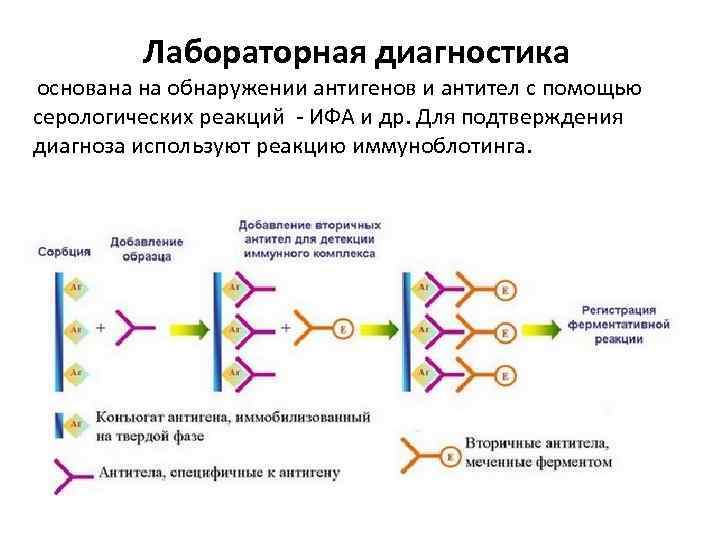  основана Лабораторная диагностика на обнаружении антигенов и антител с помощью серологических реакций -