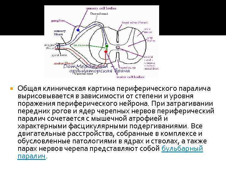  Общая клиническая картина периферического паралича вырисовывается в зависимости от степени и уровня поражения