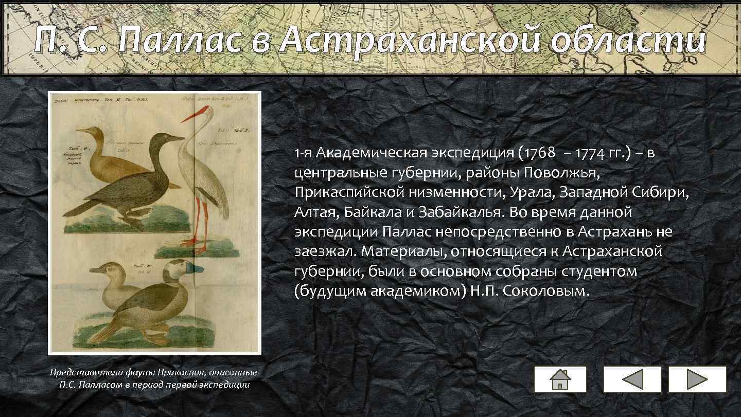 П. С. Паллас в Астраханской области 1 -я Академическая экспедиция (1768 – 1774 гг.