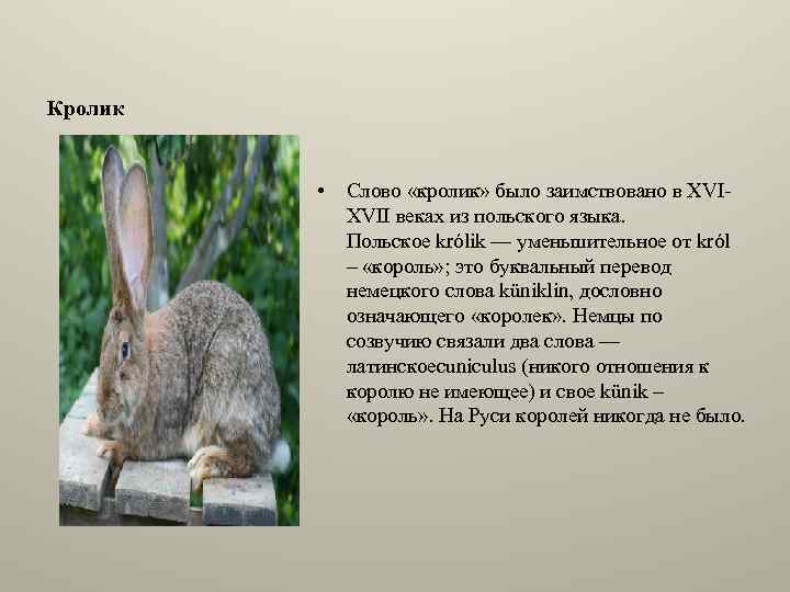 Перевод текста rabbit