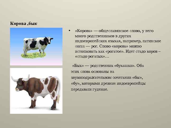 Текст про корову. Клички животных коров. Корова какая прилагательные. Корова и бык. Имена для коров и Быков.