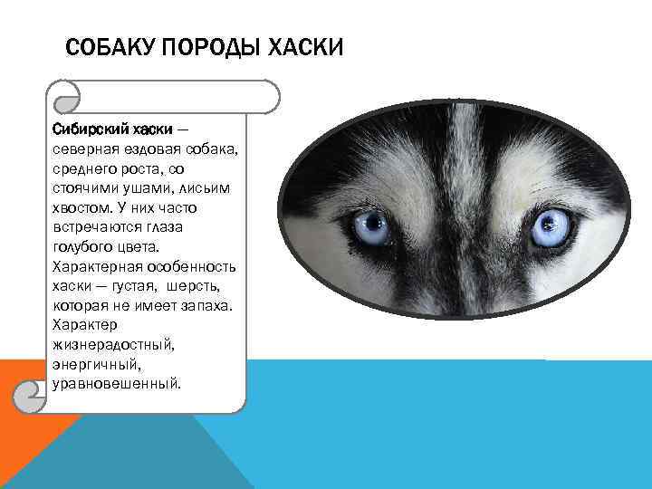 СОБАКУ ПОРОДЫ ХАСКИ Сибирский хаски — северная ездовая собака, среднего роста, со стоячими ушами,