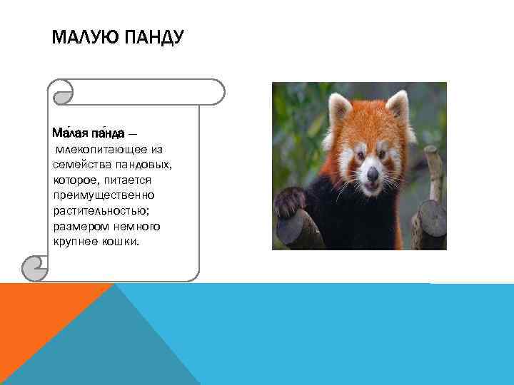 МАЛУЮ ПАНДУ Ма лая па нда — млекопитающее из семейства пандовых, которое, питается преимущественно