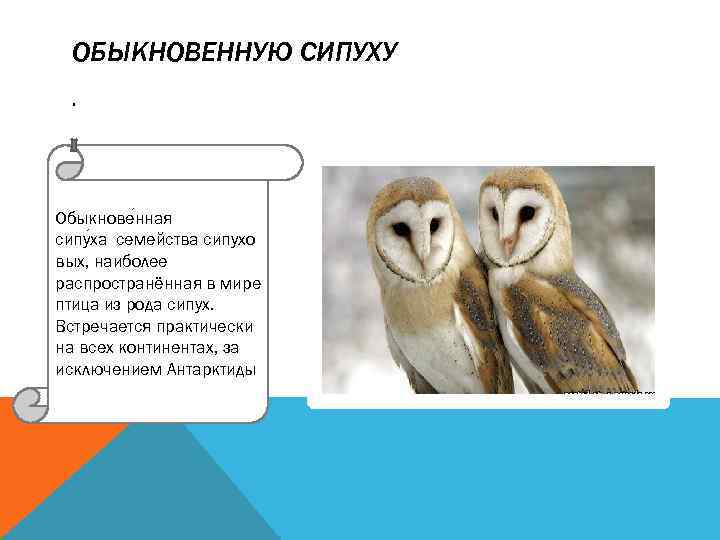 ОБЫКНОВЕННУЮ СИПУХУ. Обыкнове нная сипу ха семейства сипухо вых, наиболее распространённая в мире птица