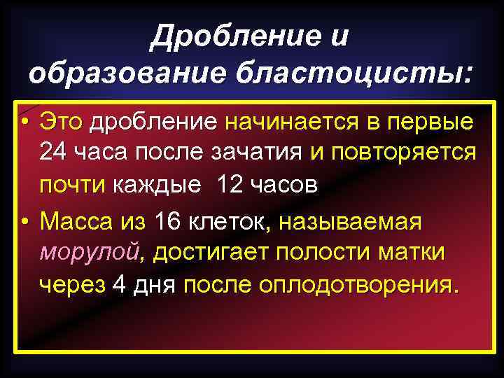 Дробление и образование бластоцисты: • Это дробление начинается в первые 24 часа после зачатия