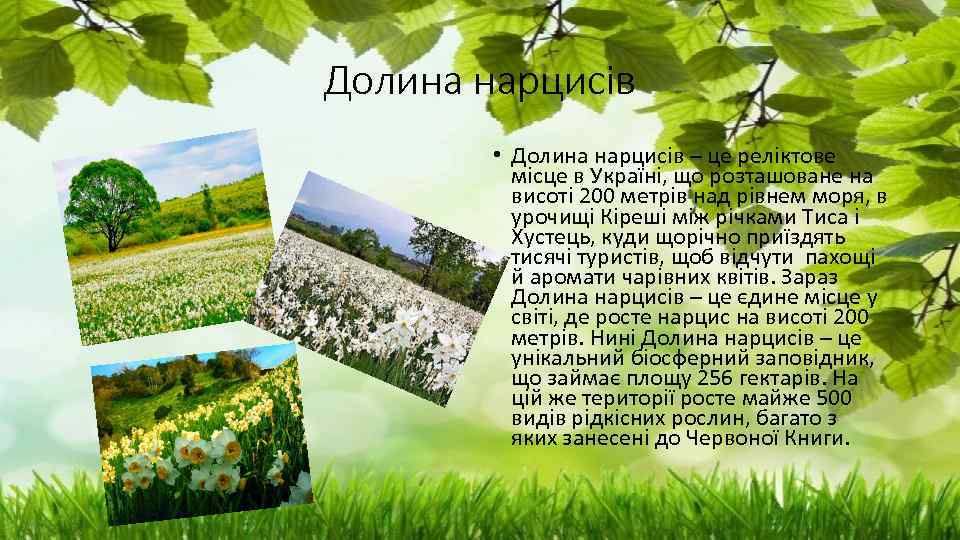 Долина нарцисів • Долина нарцисів – це реліктове місце в Україні, що розташоване на