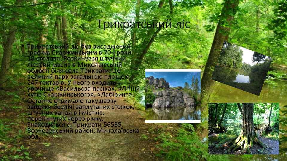 Трикратський ліс • Трикратський ліс був висаджений графом Скаржинським в 70 -і роки 18