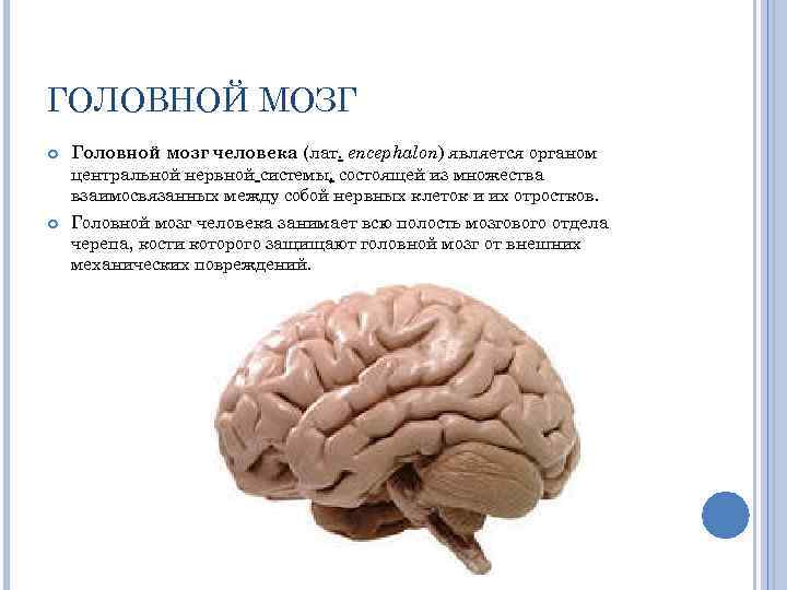 Длинные отростки головного мозга. Мозг человека доклад. Мозг человека для презентации. Вывод о головном мозге человека. Головной мозг человека 8 класс биология.