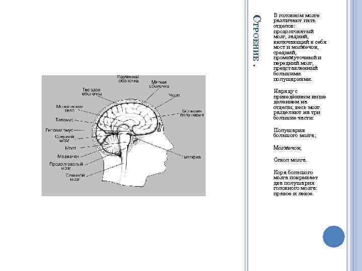 СТРОЕНИЕ. В головном мозге различают пять отделов: продолговатый мозг, задний, включающий в себя мост