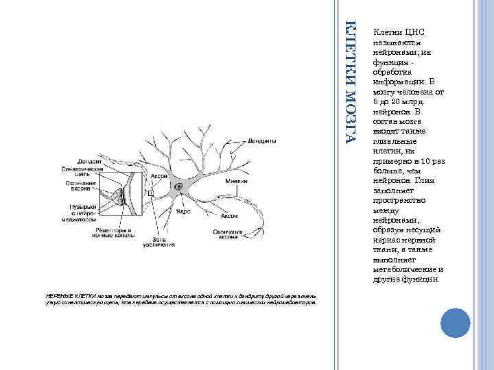 КЛЕТКИ МОЗГА НЕРВНЫЕ КЛЕТКИ мозга передают импульсы от аксона одной клетки к дендриту другой