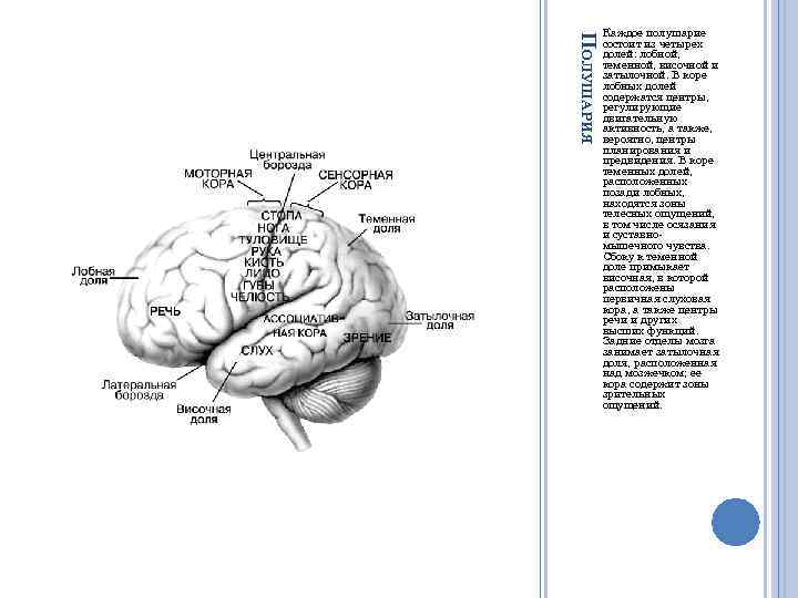 ПОЛУШАРИЯ Каждое полушарие состоит из четырех долей: лобной, теменной, височной и затылочной. В коре