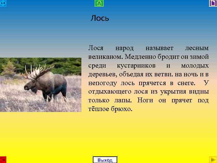 Лось Лося народ называет лесным великаном. Медленно бродит он зимой среди кустарников и молодых