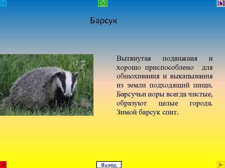 Барсук Вытянутая подвижная и хорошо приспособлено для обнюхивания и выкапывания из земли подходящий пищи.