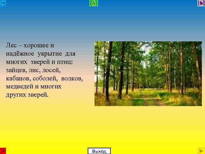 Лес – хорошее и надёжное укрытие для многих зверей и птиц: зайцев, лис, лосей,