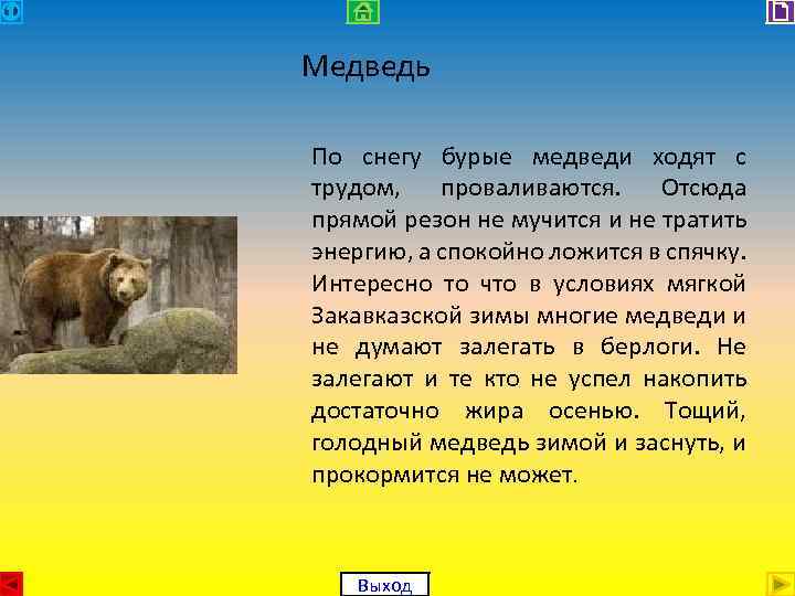 Медведь По снегу бурые медведи ходят с трудом, проваливаются. Отсюда прямой резон не мучится