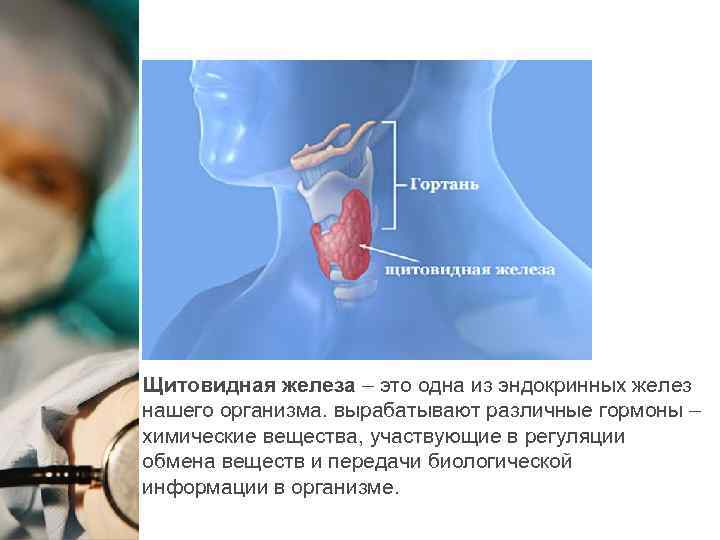 Щитовидная железа – это одна из эндокринных желез нашего организма. вырабатывают различные гормоны –